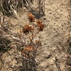 Wild Licorice thumbnail 2