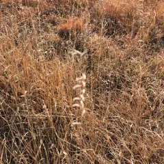 Sideoats Grama thumbnail 2