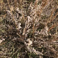 fringed sagebrush thumbnail 2