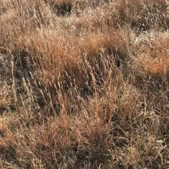 little bluestem thumbnail 4
