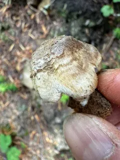 Inocybe caprimulgi thumbnail 1
