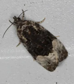 Funereal Apotomis Moth thumbnail 3