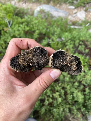 Sedecula pulvinata