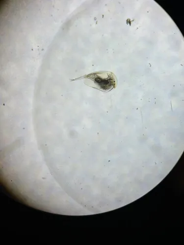 Camptocercus rotundus