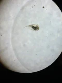 Camptocercus rotundus thumbnail 1