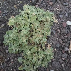 turkey mullein thumbnail 2