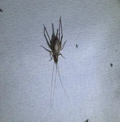 Western Tree Cricket thumbnail 2