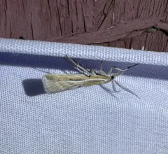 Woolly Grass-veneer Moth thumbnail 1