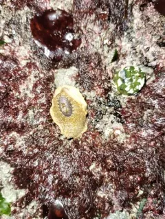 Two-spotted Keyhole Limpet thumbnail 2