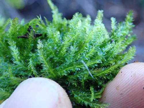 Bright Silk-moss