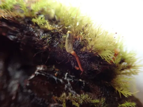 Buxbaumia piperi