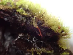 Buxbaumia piperi thumbnail 1