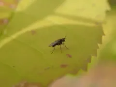 Achradocera barbata thumbnail 3
