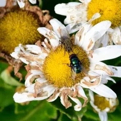 Hairy Maggot Blow Fly thumbnail 2