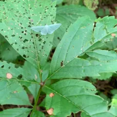 Bad-wing Moth thumbnail 3