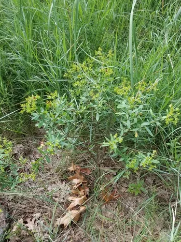 Swink's St. John's wort