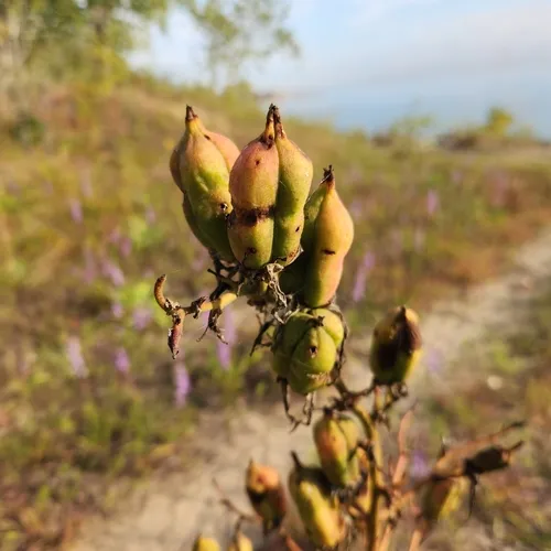 Weak-leaf Yucca