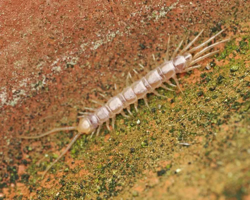 Garden Lithobius