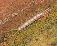 Garden Lithobius thumbnail 1