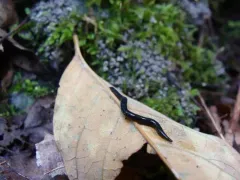 Microplana terrestris thumbnail 2