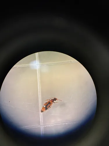 monoceros beetle