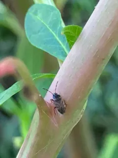 Cryphula trimaculata thumbnail 2