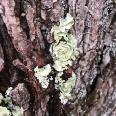 common greenshield lichen thumbnail 2