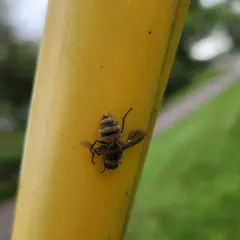 Entomophthora muscae thumbnail 2