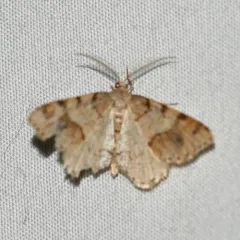 Macaria plumosata thumbnail 2