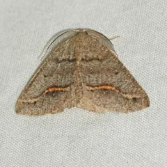 Spurred Wave Moth thumbnail 2