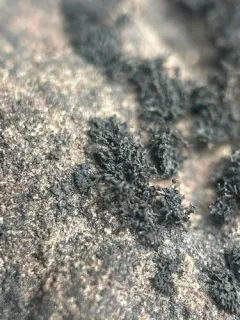 Lempholemma cladodes thumbnail 1