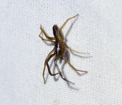Ariadna bicolor