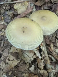 Mandarin Yellow Ringless Amanita thumbnail 2
