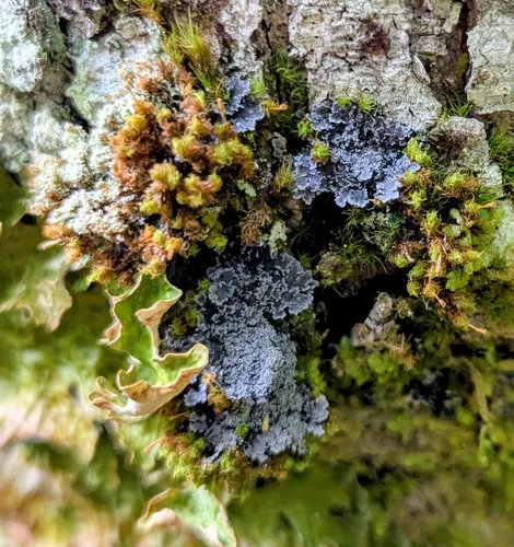 Mealy-rimmed Shingle Lichen