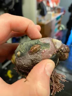 Eastern Beaded Chiton thumbnail 4