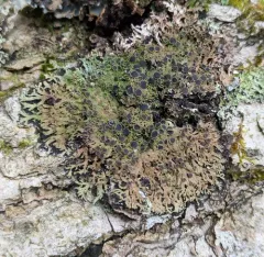 Shaggy-fringe Lichen thumbnail 4