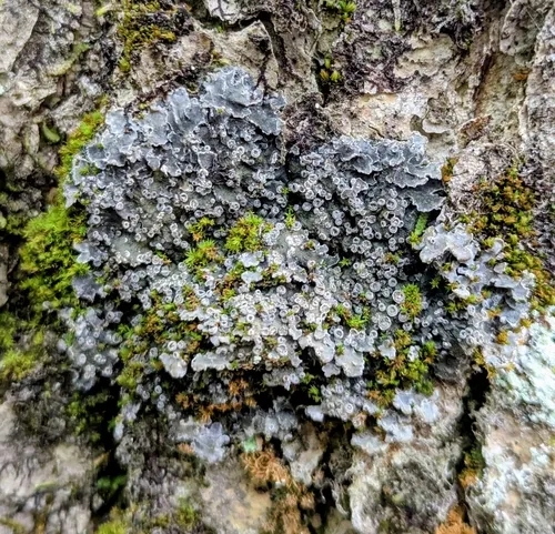 Wrinkled Shingle Lichen