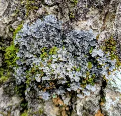 Wrinkled Shingle Lichen thumbnail 1