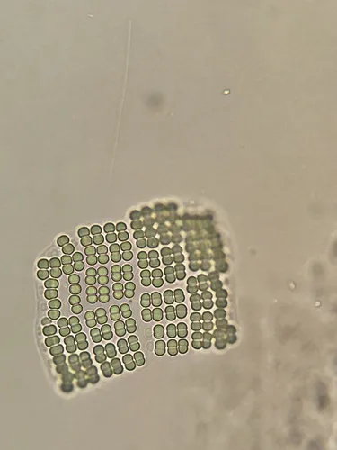 Merismopedia tenuissima