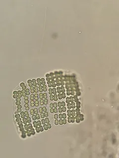 Merismopedia tenuissima thumbnail 1