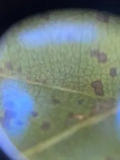 Erysiphe ornata thumbnail 3