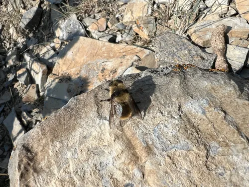 Cephenemyia jellisoni