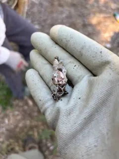column stinkhorn thumbnail 1