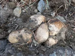 Potato Earthball thumbnail 2