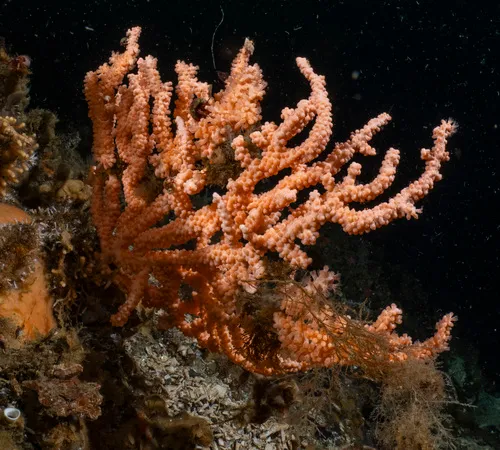 Calcigorgia spiculifera
