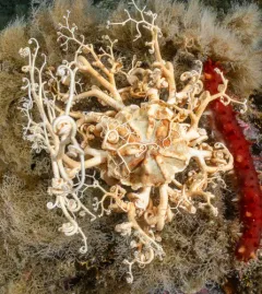 Common basket star thumbnail 3