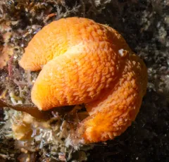 wrinkled star thumbnail 2