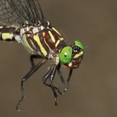 Arrow Clubtail thumbnail 4