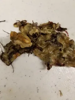 Northern White Crust thumbnail 2