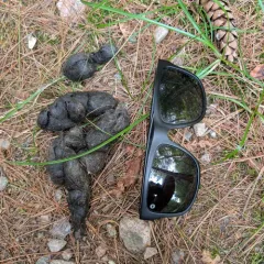Eastern Wolf thumbnail 2
